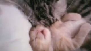 Watch A Dreaming Kitten Get Sleep-Hugged By Her Mom